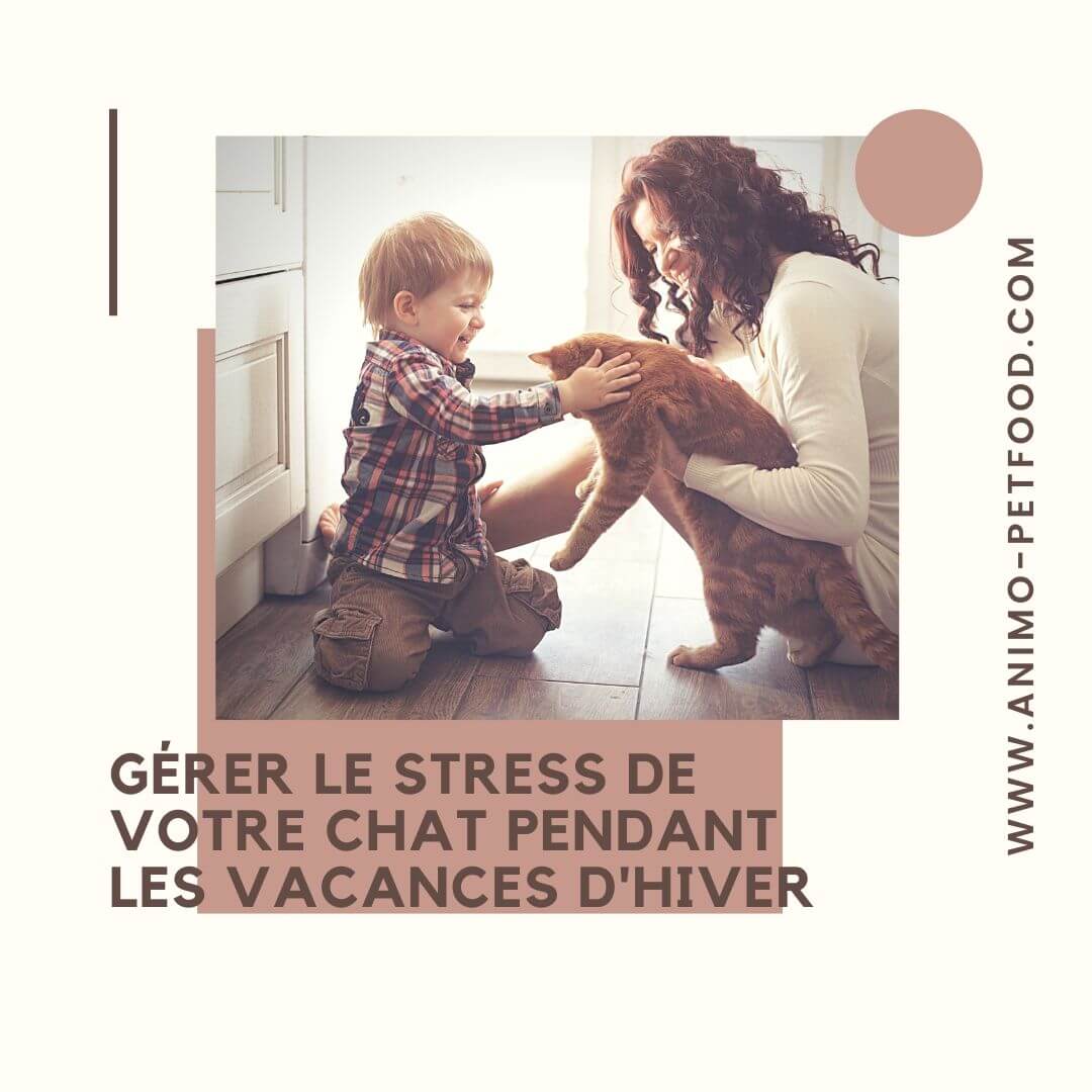 causes et signes du stress du chat 